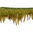 Federborte / Federband 15cm multicolor lime
